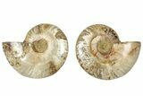 Cut & Polished, Agatized Ammonite Fossil - Madagascar #317694-1